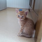 울아가들 봐주세요 치즈태비 분양요