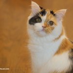 <b>알짱</b> 참견쟁이 고양이(유봉이네판)