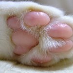 [<b>빵순</b>이] 한국사람이세요?-31-