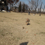 [또<b>미네</b>] 한 지붕 아래 개 답지 않은 개들 이야기2(학교편)