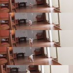 2 탄!!!  사랑스러운 래브라도 리트리버 <b>디노</b>를 소개합니다!