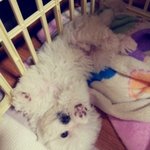 강아지키우기!(2)