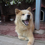 강원도 <b>춘천</b> 개를 찾습니다.