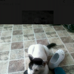 <b>넝쿨</b>째 굴러온 고양이