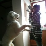 스탠푸)  인형닮은 우리집 똥강아지