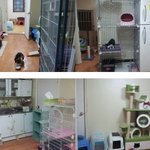 천안 쉼터에서 임보중인 냥이들 너무 이쁘죠 .