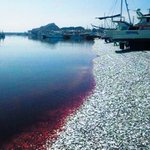 핏빛으로 물든 일본바다, 의문의 <b>정어리</b> 떼죽음