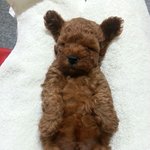 푸들 11개월 장군이