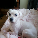 겁쟁이뽀<b>돌이</b>