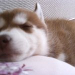 [<b>코리</b>] 레드허스키 <b>코리</b>를 소개합니다.