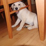 3 탄!!!  사랑스러운 래브라도 리트리버 디노를 소개합니다!