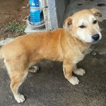귀염둥이 황구, 진숙이를 소개합니다!
