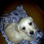 우리집 귀염둥이 래브라도 리트리버 <b>럭시</b>(사진폭탄주의..)