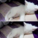 우리집 개냥이를 소개합니다 ;