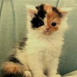 벌레를 품은 고양이와의 첫만남(유봉이네판)