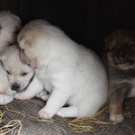 검은 콩 <b>두유</b>를 먹고 무럭무럭 자라나고 있는 아가들 : )