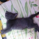 냥이<b>배변</b>질문이요ㅜㅜ도와주세요