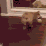 넌 누구냐.<b>gif</b>