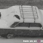 눈와서 신난 비둘기찡.<b>gif</b>