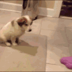 으홋! 으아아아앙...!.<b>gif</b>