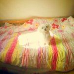 귀여운 우리 <b>잔디</b>소개해용