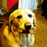 야 <b>시x</b> 여기있던 과자 못봤냐 ㅡㅡ?