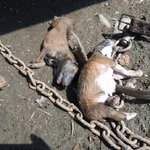 광탄)새끼들의 <b>처참</b>한죽음-추가