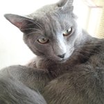[그집고양이] 봐도봐도 잘생긴 고양이