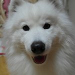 (흰콩판) 오랜만에 콩이입니당 ^^