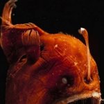 처음보는 것 같은 신기한 <b>생물</b>들