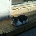 신림동고시촌편의점앞에서음식얻어먹고사는길냥이예요.