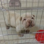 샤페이 코골이 김봉구선생