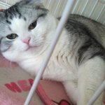 [폴드판] 5우리집에 <b>하숙</b>하시는 아저씨- 5탄