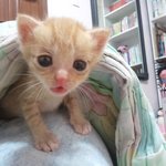 인형같은 <b>미묘</b> ~~ 봉봉이에요~ ^^