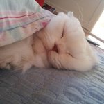 <b>개피곤</b>한 냥이