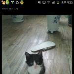 냥판-코숏<b>선자</b> 성장일기 스압!