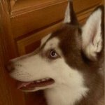 [<b>코리</b>] (마지막 3탄)레드허스키 <b>코리</b>~~