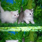 (나름 몇번짼데..........) 개. 개. 그리고 개양이