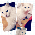 터키쉬앙고라 입양처를 찾아요