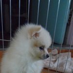 크림<b>포</b><b>메</b> 마이콩 성장일기'-'