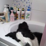 2탄 ) 양치기견 보더콜리를 아시나요 - 보누의 하루 일상