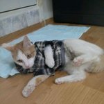 @@@다양한매력의 <b>루비</b>쒸@@@