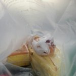 슬슬 배가 고파<b>오네</b>...