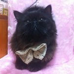 냥판)<b>세모</b>입술 꾀돌군