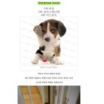 악마<b>견이</b>라고 내가 머!!!