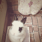 우리<b>몽글</b>이를 소개합니다