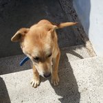 5개월차) 귀염둥이 황구, 진숙이를 소개합니다!