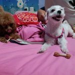 띵똥이 사진 !!! ㅋㅋㅋㅋ