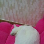 리얼리티 표정의 강자 우리집 고양이
