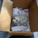 교통사고로..골반뼈나간아이...순심이이야기.....참.이뿌죠?